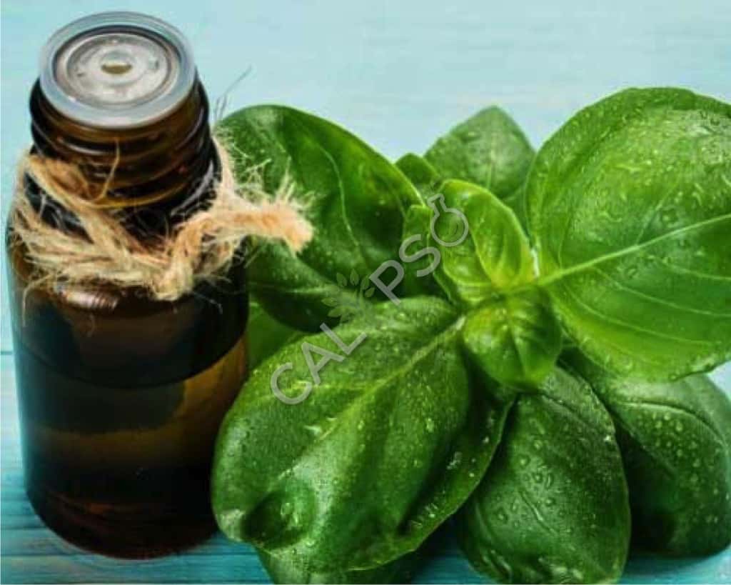 Aceite esencial de albahaca